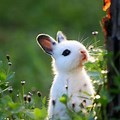 Cutest Bunny Rabbits