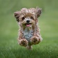 Cutest Dog Breeds in the World