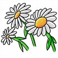 Daisies