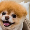 Dead Boo Cutest Dog in World