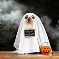 Dog in Ghost Costume Art