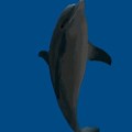 Dolphin Dancing Animated GIF