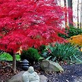 Red Maple Tree Seedlings