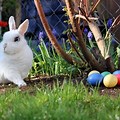 Ester Rabbit Jpf