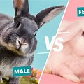Facts About Female Rabbits