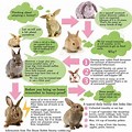 Facts About Having a Pet Rabbit
