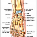 Bone Anatomy