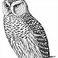 Free Owl
