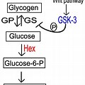 Glycogen Synthesis