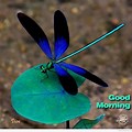 Good Morning Dragonfly Gof