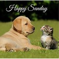 Good Morning Sunday Cards Animals