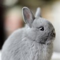 Grey and White Fluffy Bunny