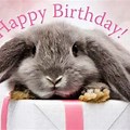 Happy Birthday Bunny Pic
