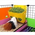 Hay Container for Guinea Pig