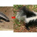 vs Skunk