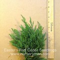 Identifying Cedar Tree Seedlings