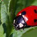 Lady Bug Insects