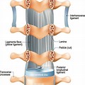 Flavum Spine