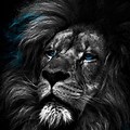 Lion Wallpaper 4K for Android