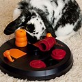 Logic Toys for Rabbits