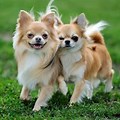 Long Haired Chihuahua Puppies Breed