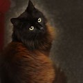 Long Haired Dark Brown Cat