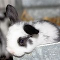 Miniature Lop Baby