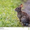 Morning Dew with Rabbit On Grass
