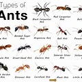 Most Common Ant