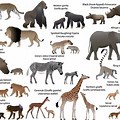 Animals Africa