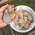 Newborn Baby Bunnies Real