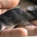 Newborn Rabbit Baby Bunnies