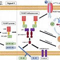 Inflammasome Activation Pa… 
