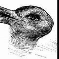 Optical Illusions Bird Bunny