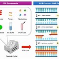 PCR Bacteria