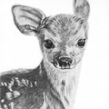 Pencil Drawings of Baby Animals Clip Art