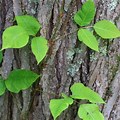 Poison Ivy Leaves Pics