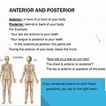 Anterior Examples