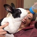 Rabbit Drinking From a Baby Bottle