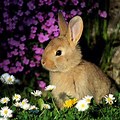 Rabbit Garden Background