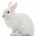 Rabbit Pic White Background