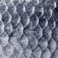 Fish Scale Background