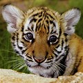 Real Jungle Animals Baby Cute