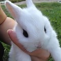Show Me a Picture of a Cute Baby Bunny