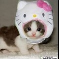 Silly Cute Kitty Grahic