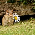 Spring Baby Animals Cute Images