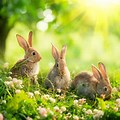 Spring Bunny Background Wallpaper
