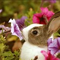 Spring Flowers Bunnies and Baby Animals
