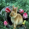 Spring Flowers with Baby Bunnies