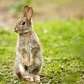Spring UK Bunny